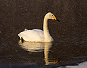 Whooper Swans  Lake Mashuko, Hokkaido Japan Winter