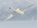 Whooper Swans  Lake Mashuko, Hokkaido Japan Winter