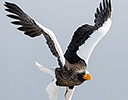 Steller's Sea Eagle, Rausu Hokkaido Japan Winter