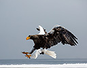 Steller's Sea Eagle, Rausu Hokkaido Japan Winter