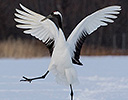 Red Crowned Crane Dancing, Hokkaido Japan Winter