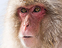 Japan Winter and Snow Monkeys