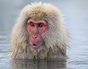 Japan Winter and Snow Monkeys