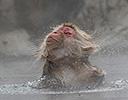 Japan Winter and Snow Monkeys