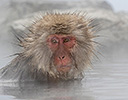 Japan Winter and Snow Monkeys