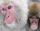 Japan Winter and Snow Monkeys