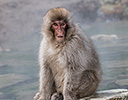 Japan Winter and Snow Monkeys