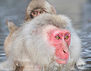 Japan Winter and Snow Monkeys