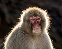 Japan Winter and Snow Monkeys