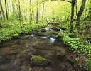 Springtime Stream Great Smokey Mountains, N.P., Tn.