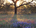 Oak Silhouetted At Sunset, Llano Texas Hill Country