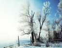 Cold Frosty Morning along Yellowstone River Montana