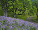 Lupine & Oak Trees in Bald Hills Redwoods N.P., CA.