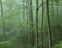 Foggy morning maples Summertime Vermont