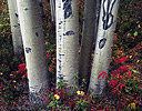 Aspen Grove and Blue Berries Fall color Denali N.P., AK.