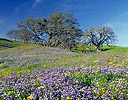 Lupine field & Oaks Bald Hills Redwoods N.P., Northern California