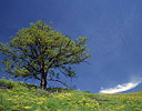 Lone Tree in Washington side of the Columbia Gorge.