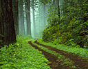 Redwoods and Coastal Trail, Del Norte Redwoods State Park, California