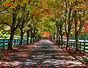 Autumn tree lined lane, North Bend WA