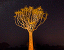 Quivertree and Milkyway Namibia