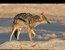 Black backed Jackel Etosha NP Namibia Africa;