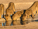 Lioness at waterhole Etosha NP Namibia Africa