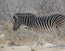 Zebra Etosha NP, Namibia Africa