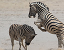 Zebra Etosha NP, Namibia Africa