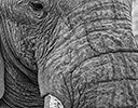 Bull Elepant in Black and White, Etosha NP, Namibia Africa