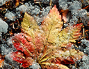 Snow ice on fallen vine maple leaf