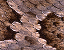 Rattle snake skin