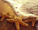 Three Starfish in surf of Kiehi, Maui Hawaii