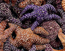 Starfish in Mass Rialto Beach, Olympic N.P., Washington