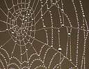 Spider Web and dew drops, National Bision Range, Montana