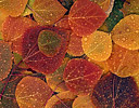 Fallen Aspen Leaves Jasper N.P., Alberta Canada