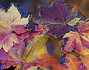 Vine Maple floating in small stream Washington Cascade Mountains
