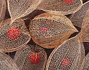 Seed head of Chinese Lantern, Sammamish, Washington