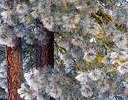 Frosty morning on Pine tree in Meathow Valley, Ea. Washington