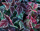 Frost on fall colored wild Black Berry Leaves, Washington Cascade Mountains