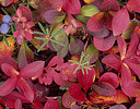 Tundra in wonderful Fall Colors Denali N.P., AK.