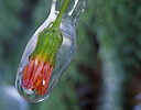 Flower Incased in ice, Utah