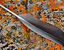 Wing Feather of Barnacle Goose, Spitsbergen Norway