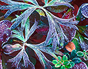 Autumn frost on tundra, Denali NP, AK.