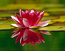 Water Lily