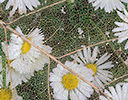Daisies with Skelton Leaf