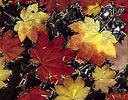Vine maple leaves floating in pond, Sammamish Washington