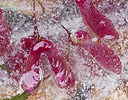 Japanese Maple seedings in ice, Sammamish Washington