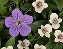 Single wild geranium, Denali N.P., Alaska
