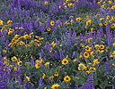 Lupine and Arrow leaf Balsam Root in full bloom, Washington