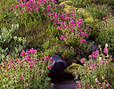 Monkey Flowers along the head waters of Paradise River, Mt. Rainier N.P., Washington